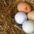 Chickens peck their eggs - what is the problem and what to do