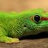 Всичко за геконите: Факти за геконите Къде живеят геконите