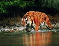 Тигър: снимки и видеоклипове, описание на породата, подвид, начин на живот, лов Възпроизвеждане на тигри