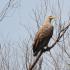 عقاب دم سفید یا عقاب خاکستری - Haliaeetus albicilla: توضیحات و تصاویر پرنده، لانه، تخم‌ها و صداهای ضبط شده