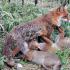 Common fox (fox)