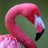 Flamingolar necə çoxalır