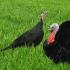 Turkey breeds: characteristics and distinctive features Bark of unexpected shades