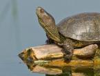Jak dbać i czym karmić żółwia lądowego w domu - wybór terrarium i dieta