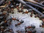 Najciekawsze fakty o mrówkach dla dzieci