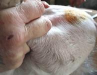 Kodėl atliekama paršelių ir suaugusių kiaulių kastracija?