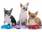 Czym nakarmić małego niespokojnego Chihuahua: rozwiązujemy odwieczny problem każdego właściciela