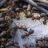 Faktet më interesante rreth milingonave për fëmijët
