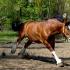 Heavy-duty horses: breeds, their photos and descriptions Breeding the Russian breed of heavy-duty horses