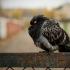 Хвороби голубів: види захворювань та як їх лікувати Трихомоноз у голуба що робити