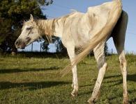 จากม้าไปจนถึงม้าร่าง: ม้ามีน้ำหนักเท่าไหร่และทำอะไรได้บ้าง?