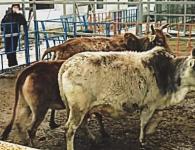 Mini cows: breeding for fun or serious business?