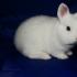 Plemená trpasličích domácich králikov s popisom a fotografiami Krátkosrstý trpaslík