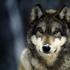 Vlk obecný Vnější rozdíly mezi vlky a vlky