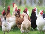 Czy można podawać kurczakom styropian i dlaczego go dziobią?