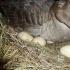 Yerli kazların yumurta üretimi: Bir kaz yumurtadan kaç gün ve nasıl çıkar?