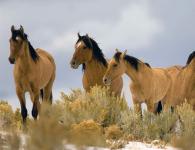 Mustang dzikiego konia Jakie jest pochodzenie rasy mustangów