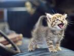 Sužinokite, ką reiškia katės miaukimas Miaužianti katė dainuoja