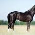 Siyah at: cinsin tanımı ve rengin özellikleri Gri saçlı renkli siyah at