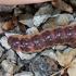Гъсеница от дървесен червей - външен вид, описание, методи за борба Голяма червена гъсеница
