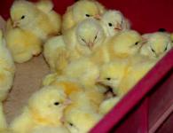 خطة عمل لتربية وتربية الدجاج اللاحم من أجل اللحوم