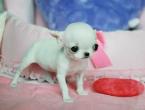 สุนัขพันธุ์ที่เล็กที่สุดในโลก