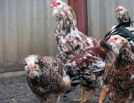 Орловская курица: описание, специфика разведения и особенности вида Курицы орловской породы