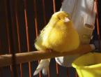 Breeds and types of domestic canaries How to keep a canary at home