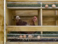 Yumurtlayan tavuklar için DIY yuvalar