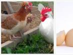 مینی مرغ گوشتی برای خانوارهای خصوصی