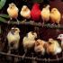 Rassen und Arten heimischer Kanarienvögel