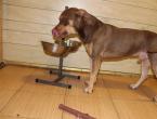 Hundeernährung: Statt Trockenfutter
