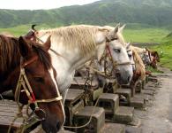Countries: Japan.  Samurai horses.  Japanese horse breeding: horse breeds, equestrian sport Unsuccessful debut and rapid rise