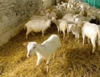 Breeding goats at home for beginners: selection, care, feeding Keeping goats at home