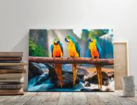 Stilul de viață și habitatul papagalului macaw