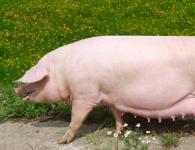 تربية الخنازير: التحضير للتربية، تربية الخنازير، رعاية الخنازير والصغار بعد تربية الخنازير