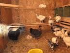 Co dělat, když kuřata přestanou snášet vejce