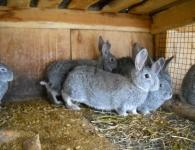 Спаривание кроликов: основные правила