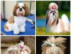 Pençe ve tırnak bakımı Shih Tzu köpekleri için kulak bakımı