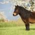 Pony Shetland: përshkrimi i racës, tiparet e kujdesit dhe mbarështimi