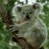 Ku jeton koala Armiqtë e koalës