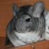 Chinchilla sounds: what you need to know