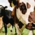 چه نژاد گاوهایی در منطقه ما پرورش داده می شود
