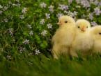 Shkaqet e diarresë në pulat e pulave dhe metodat për zgjidhjen e problemit Çfarë duhet të bëni nëse pulat e pulave kanë diarre