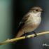 Пъстра мухоловка - Ficedula hypoleuca: описание и изображения на птицата, нейното гнездо, яйца и гласови записи