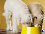 Can a cat be given dog food?