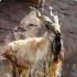 Мархорска коза: описание и начин на живот