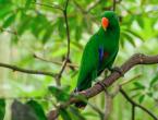 Обща характеристика на папагалите ара
