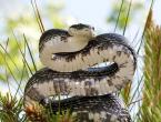 Далекоизточна или амурска змия Хранене на амурска змия