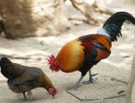 Kurczaki z czarnym upierzeniem: rasy, zdjęcie Kogut Czarny Książę